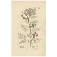 Impression botanique ancienne Oenanthe Phellandrium par J. Sowerby, 1840