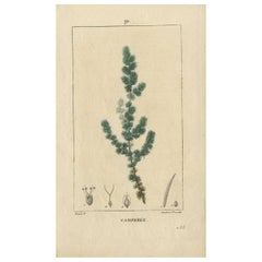 Antique Botany Print 'Camphrée' by C.L.F. Panckoucke, circa 1830