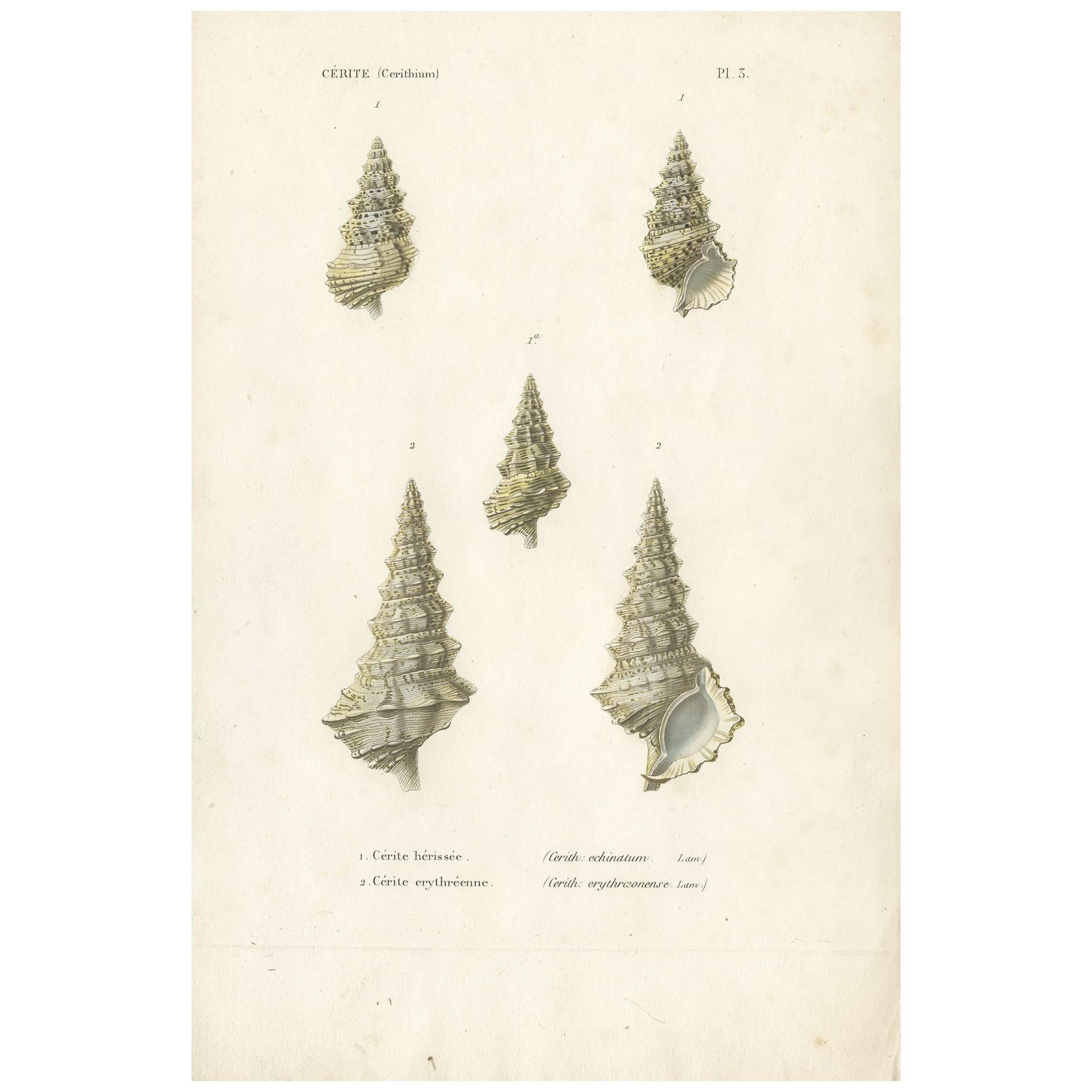 Antique Print of Various Cerithium "Sea Snails", circa 1850