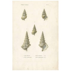 Antique Print of Various Cerithium "Sea Snails", circa 1850