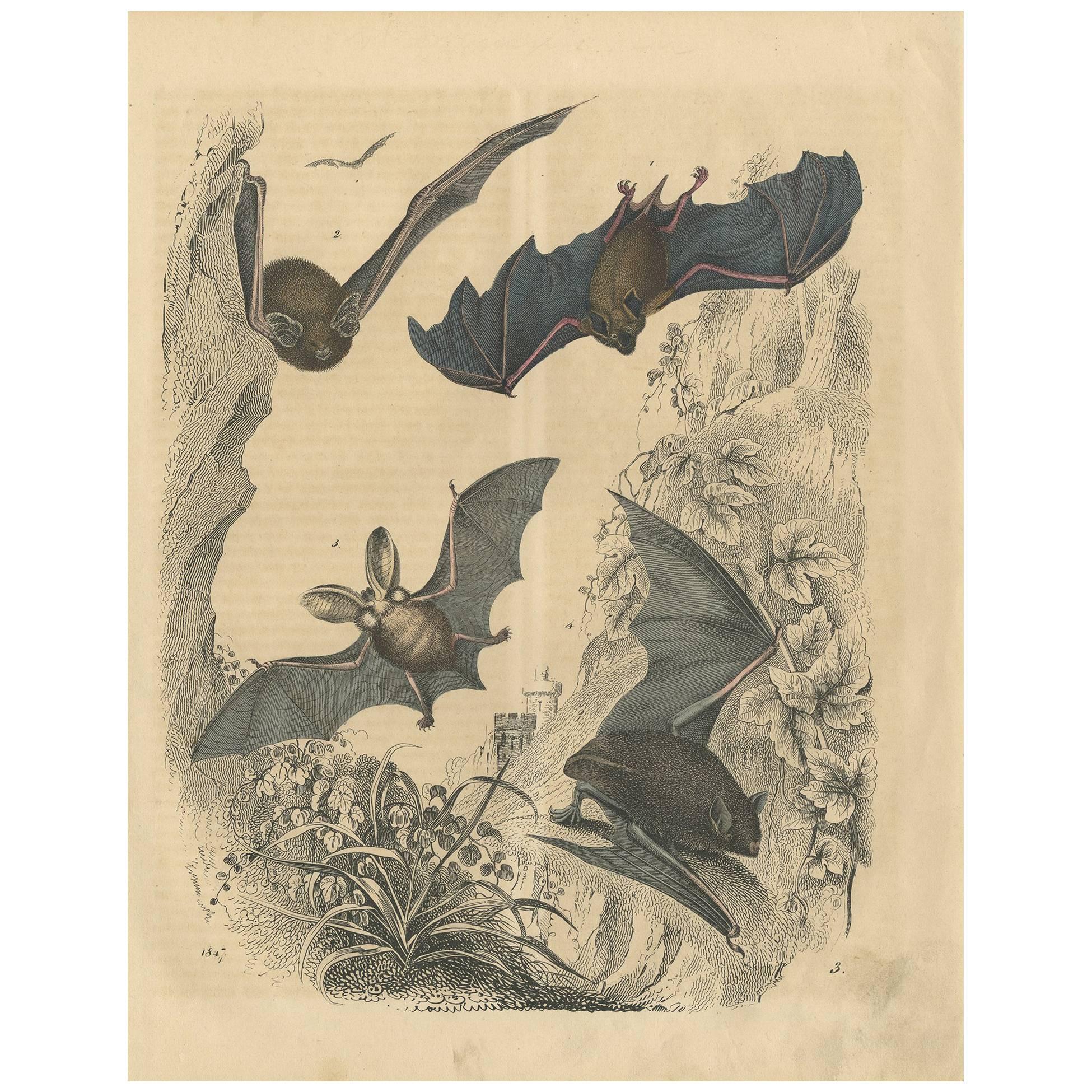Antique Animal Print 'Bat' by C. Hoffmann, 1847