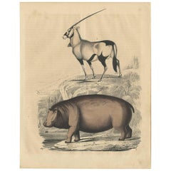 Antique Animal Print of a Rhino and Gazelle by C. Hoffmann, 1847