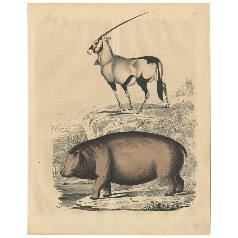 Antique Animal Print of a Rhino and Gazelle by C. Hoffmann, 1847 For