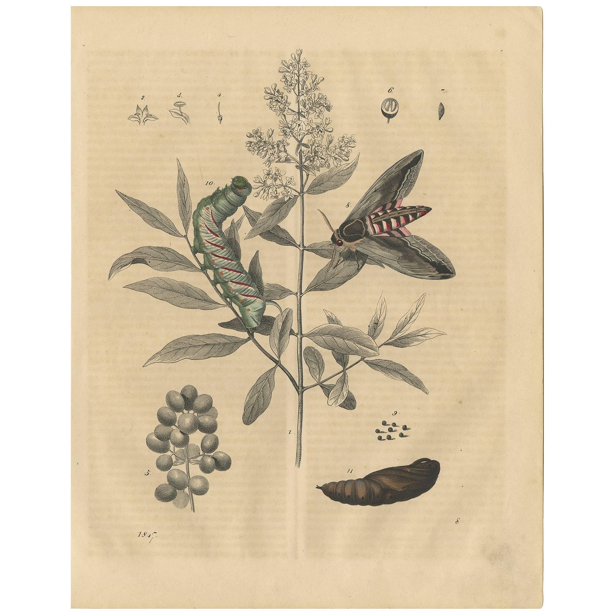 Antique Animal Print of a Moth, Caterpillar and Pupa by C. Hoffmann, 1847 For Sale