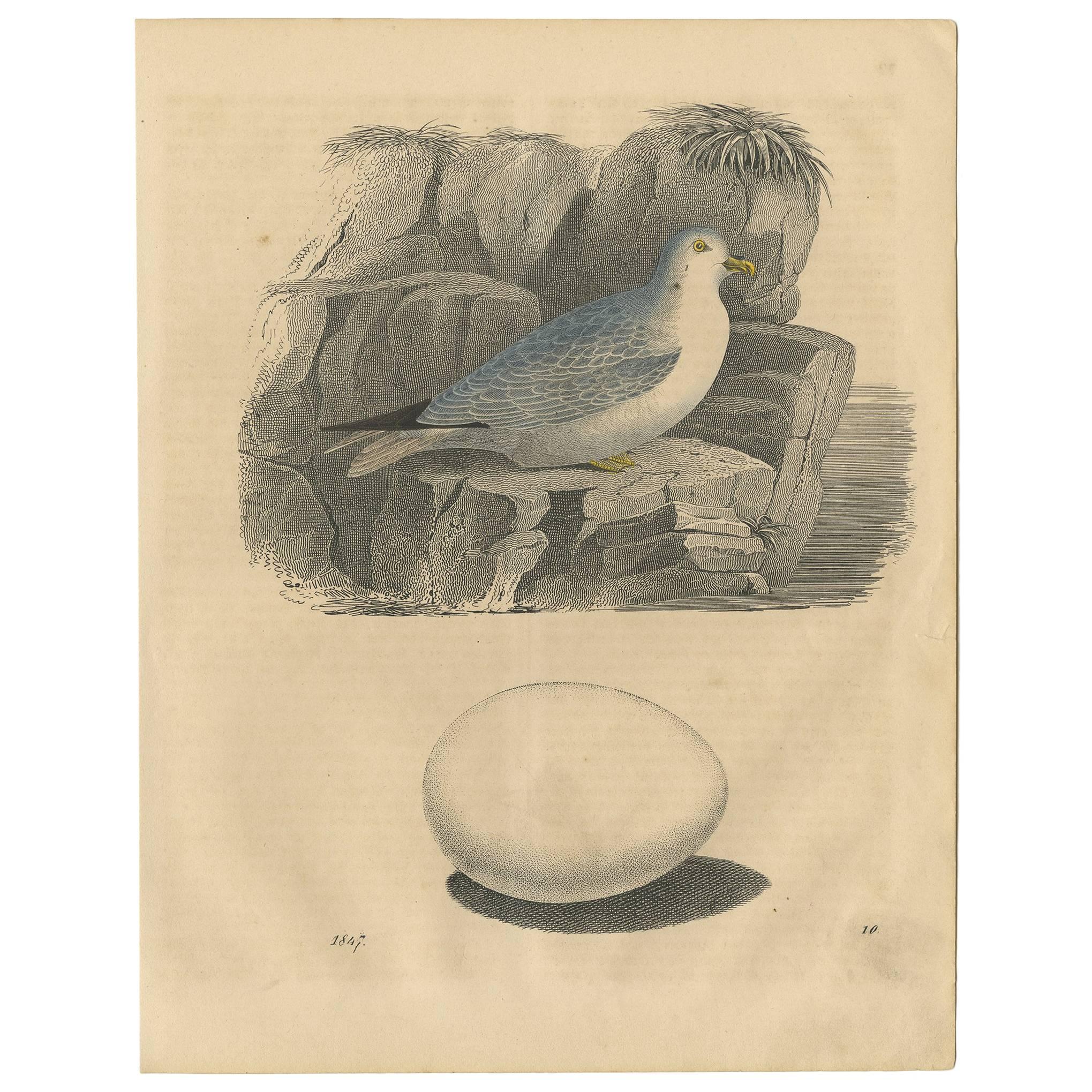 Impression animalière ancienne d'un coquillage « Oiseaux de mer » et d'un œuf par C. Hoffmann, 1847 en vente