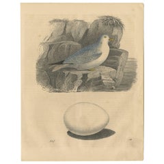 Impression animalière ancienne d'un coquillage « Oiseaux de mer » et d'un œuf par C. Hoffmann, 1847