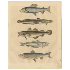 Antique Animal Print of Various Fish by C. Hoffmann, 1847