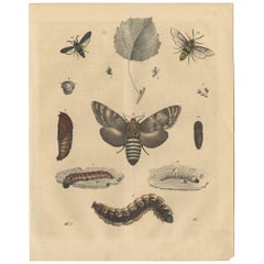 Antique Animal Print of various Insects 'Moth, Caterpillar', 1847