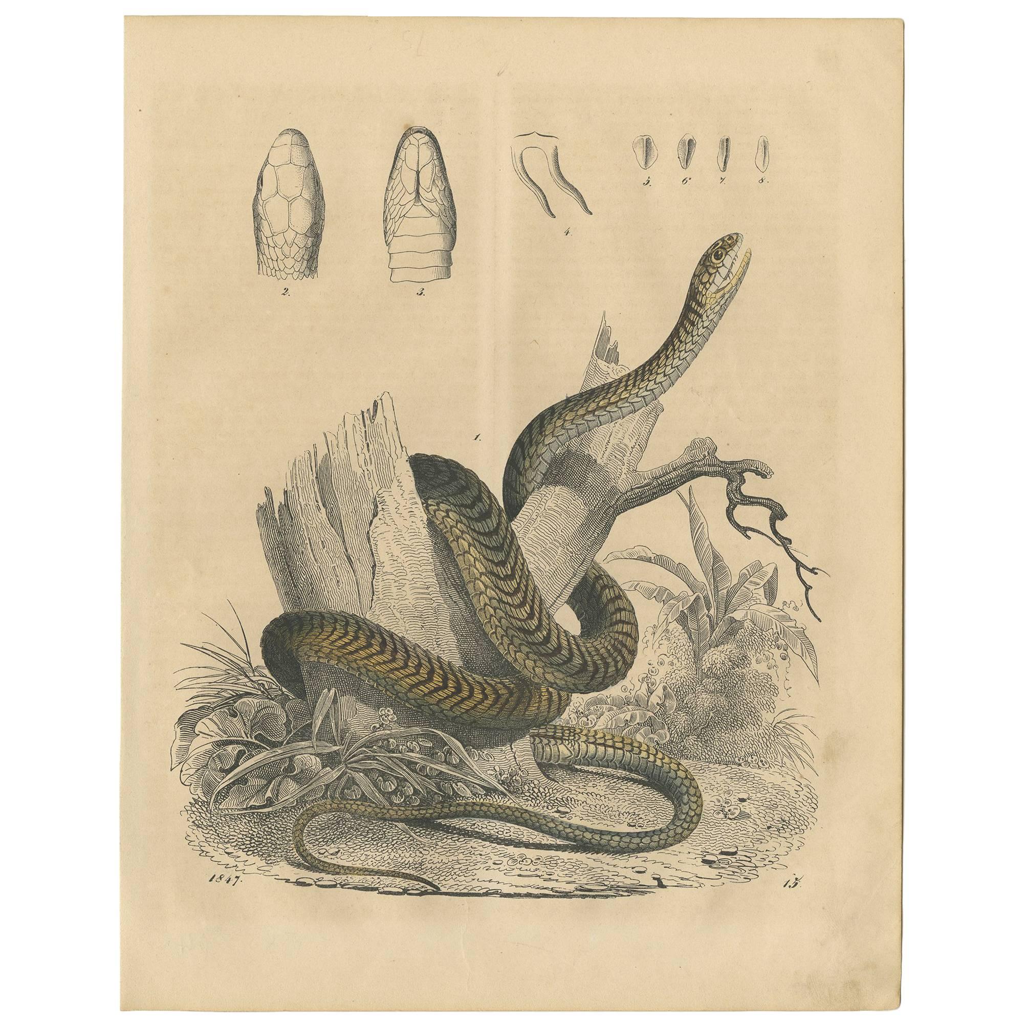 Antique Animal Print of a Snake by C. Hoffmann, 1847