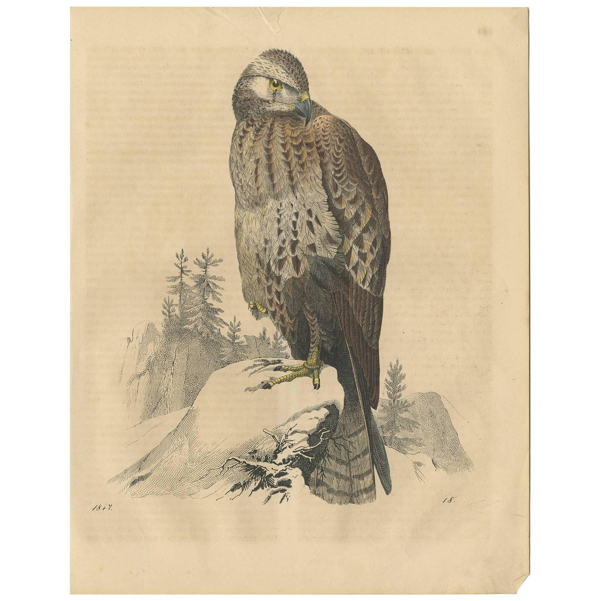 Antiker Tierdruck eines Buzzard-Vogels „Vogel der Beute“ von C. Hoffmann, 1847