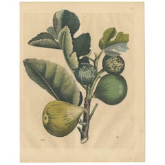 Antique Botany Print of a Fig Tree by C. Hoffmann, 1847