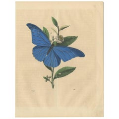 Antique Animal Print of the Morpho Rheteno Butterfly by C. Hoffmann, 1847
