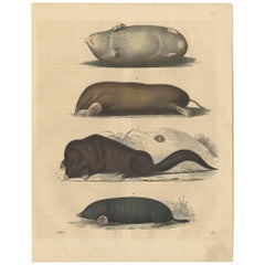 Antique Animal Print of Various Moles by C. Hoffmann, 1847