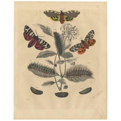 Impression animalière ancienne de divers papillons, 1847