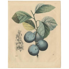 Antique Botany Print of a Fig Tree by C. Hoffmann, 1847
