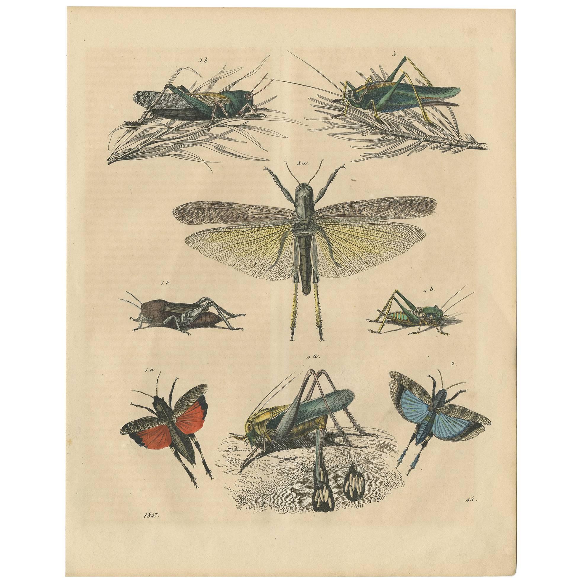 Antique Animal Print of various Insects 'Grasshopper' by C. Hoffmann, 1847 For Sale