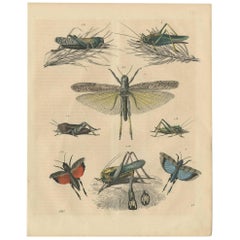 Antique Animal Print of various Insects 'Grasshopper' by C. Hoffmann, 1847