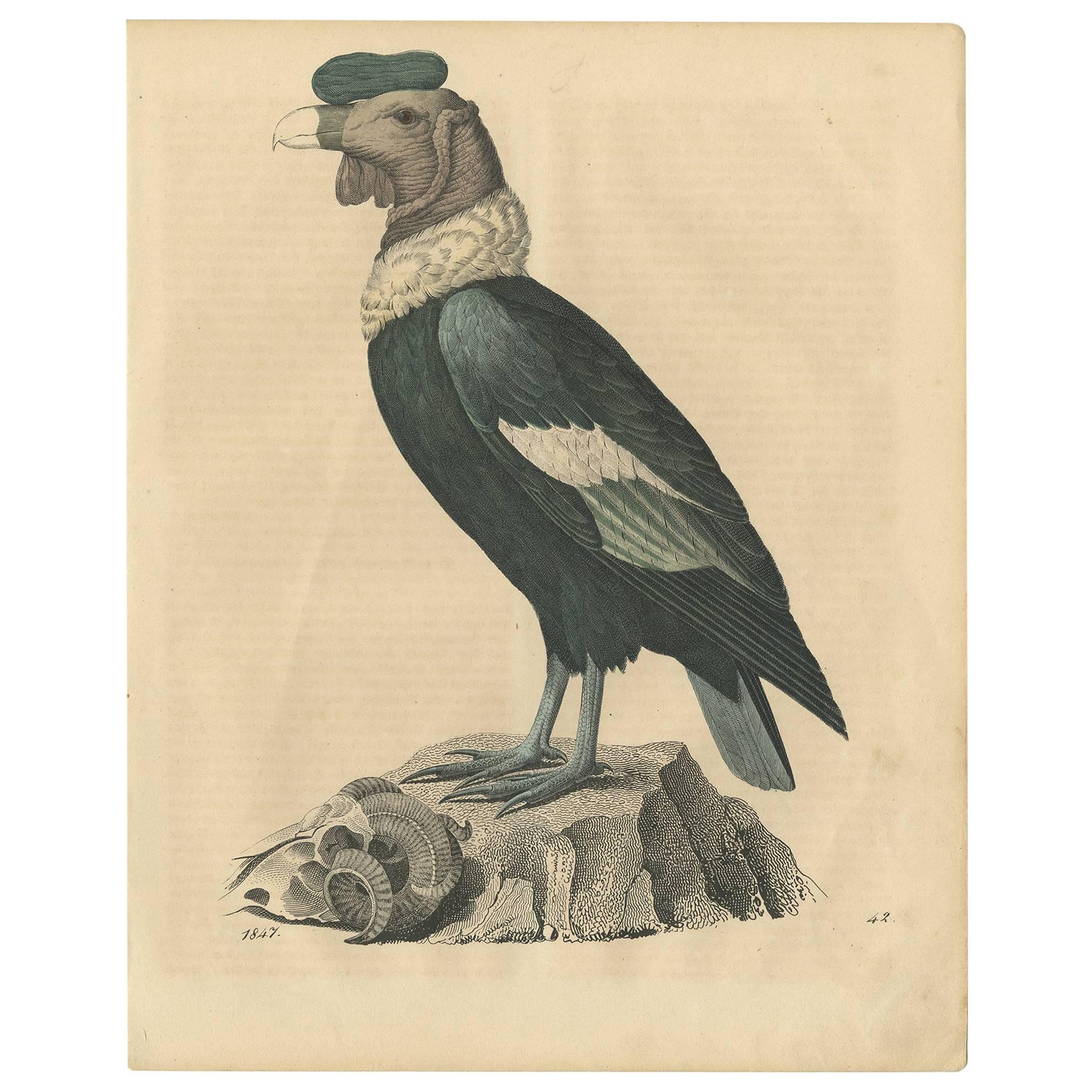 Gravure ancienne d'un condor "vautour" par C.I.C., 1847