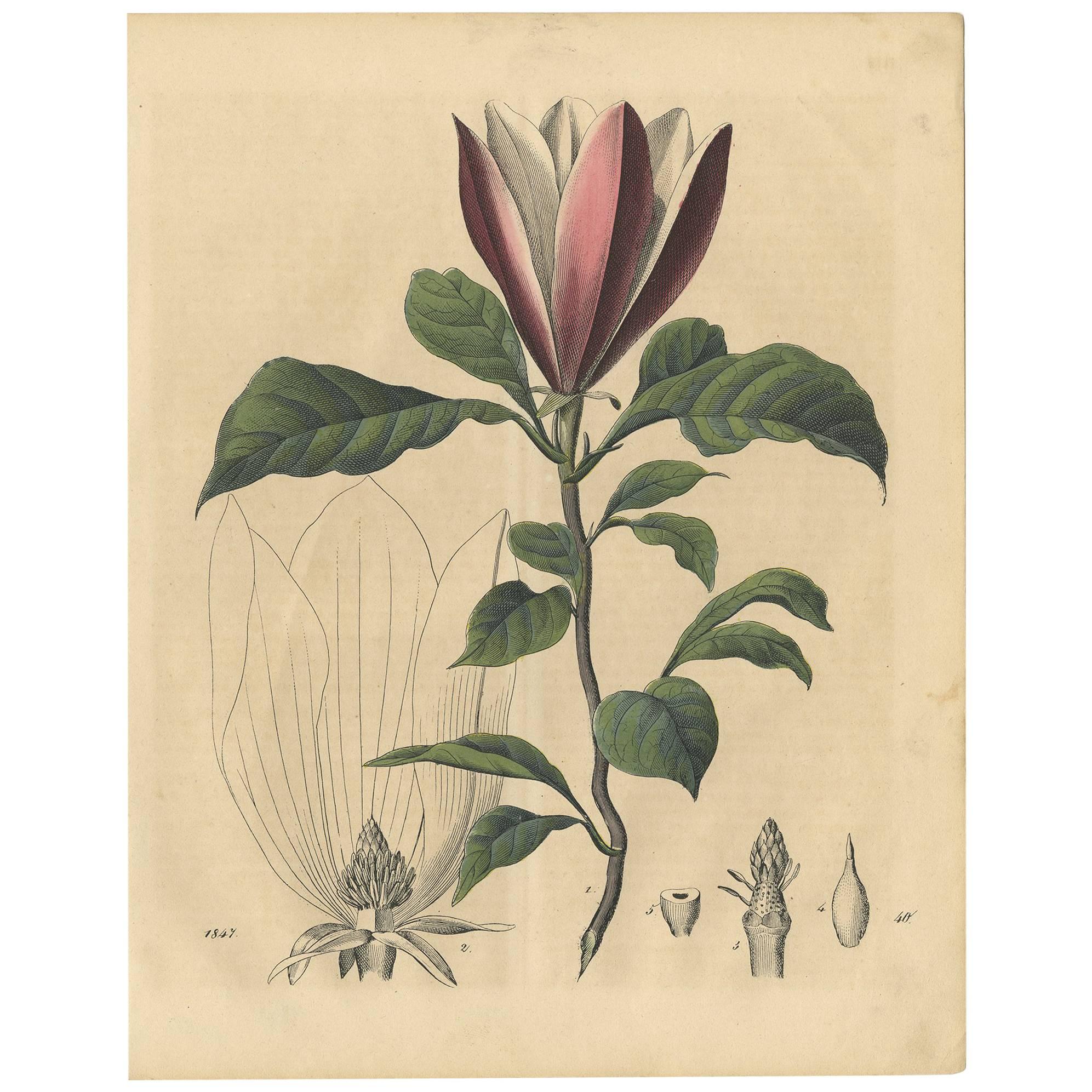 Antique Botany Print of a Magnolia Tree by C. Hoffmann, 1847