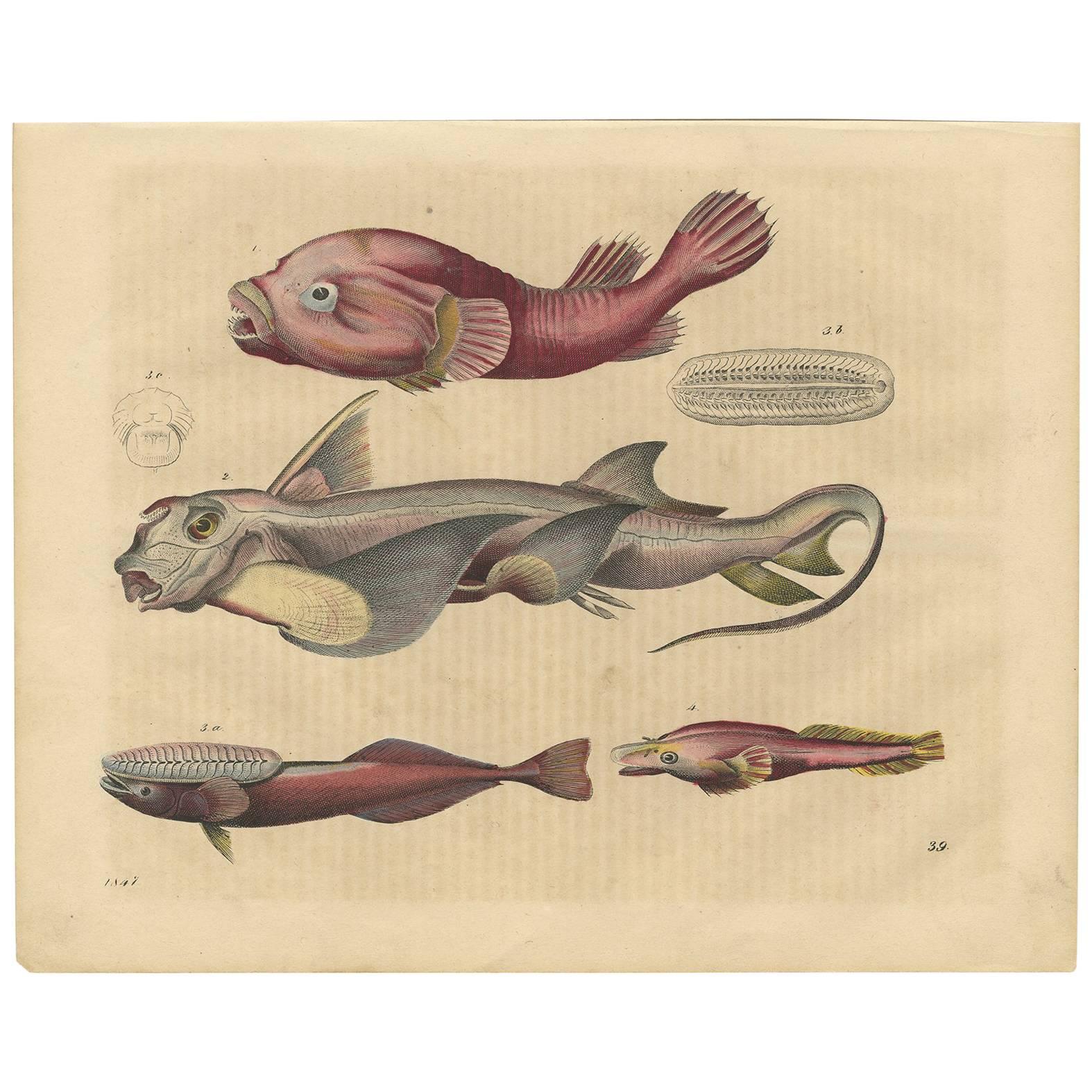 Grabado antiguo de peces cling de C. Hoffmann, 1847