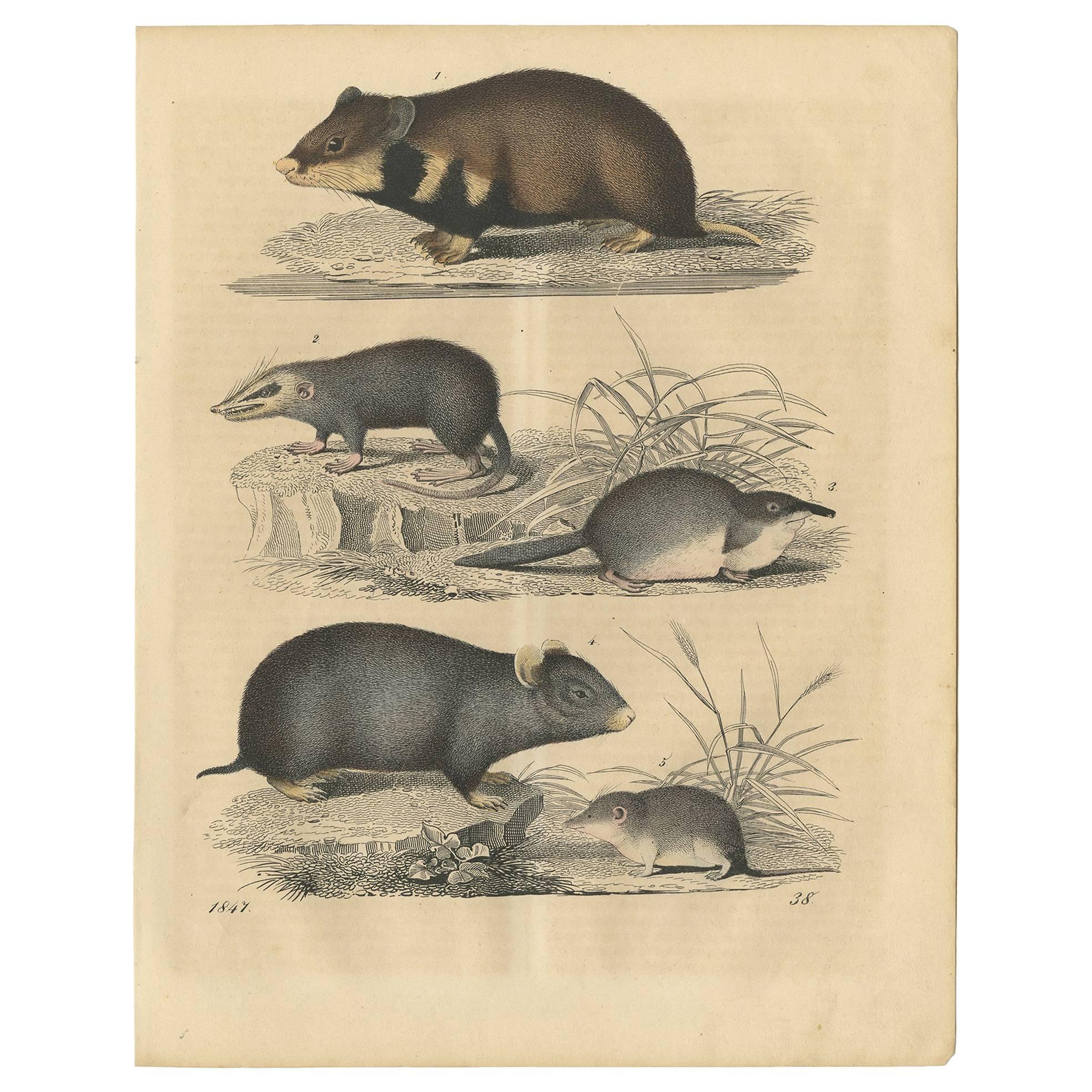 Antique Animal Print of Rodents by C. Hoffmann, 1847