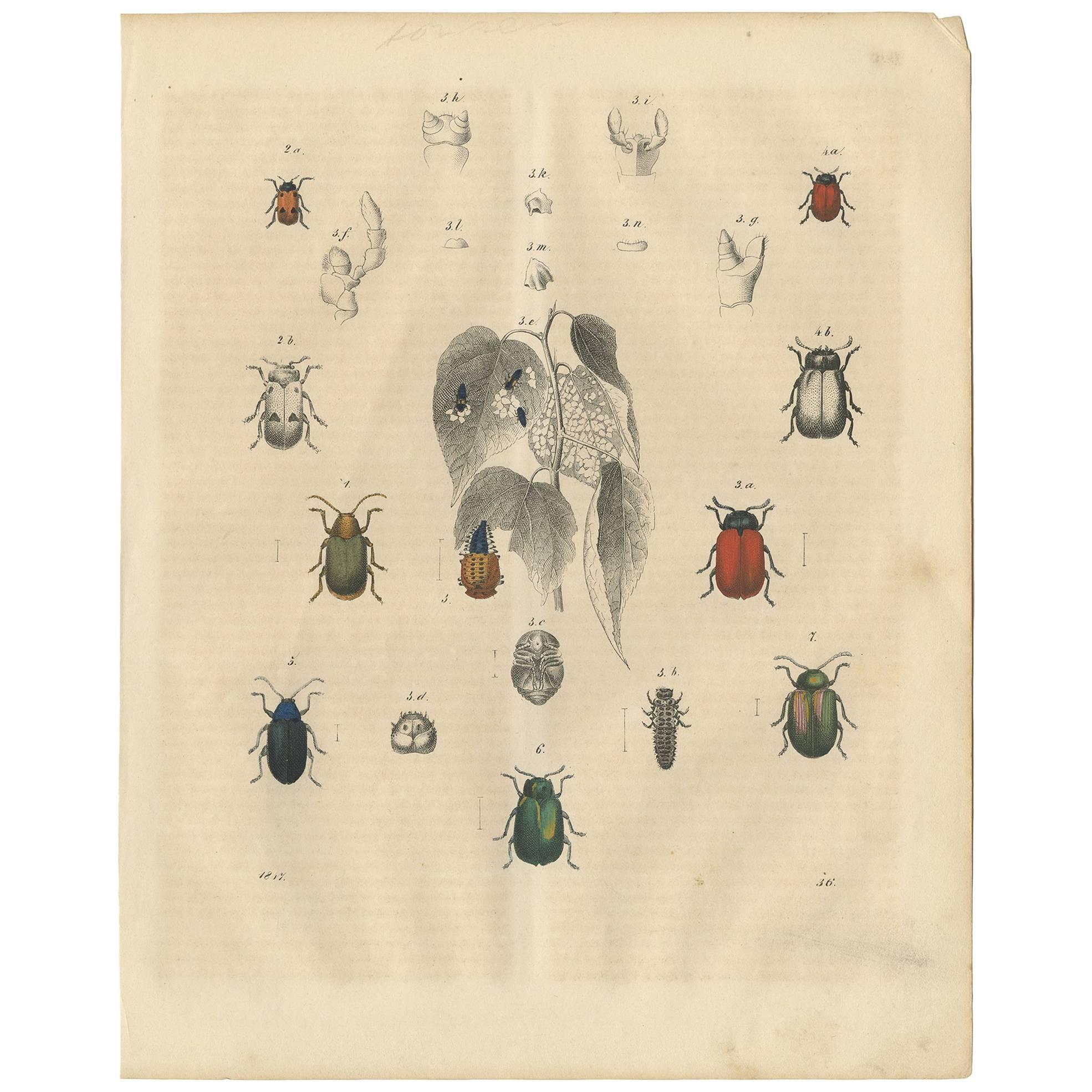 Impression animalière ancienne de coccinelles de différents types par C. Hoffmann, 1847 en vente