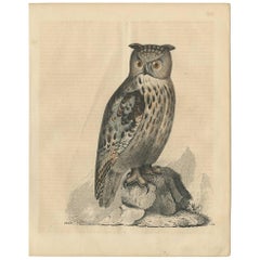 Antique Animal Print of an Owl by C. Hoffmann, 1847