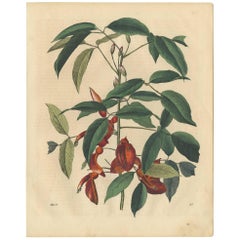 Antiker Botanikdruck einer Erythrina-Pflanzgefäße von C. Hoffmann, 1847