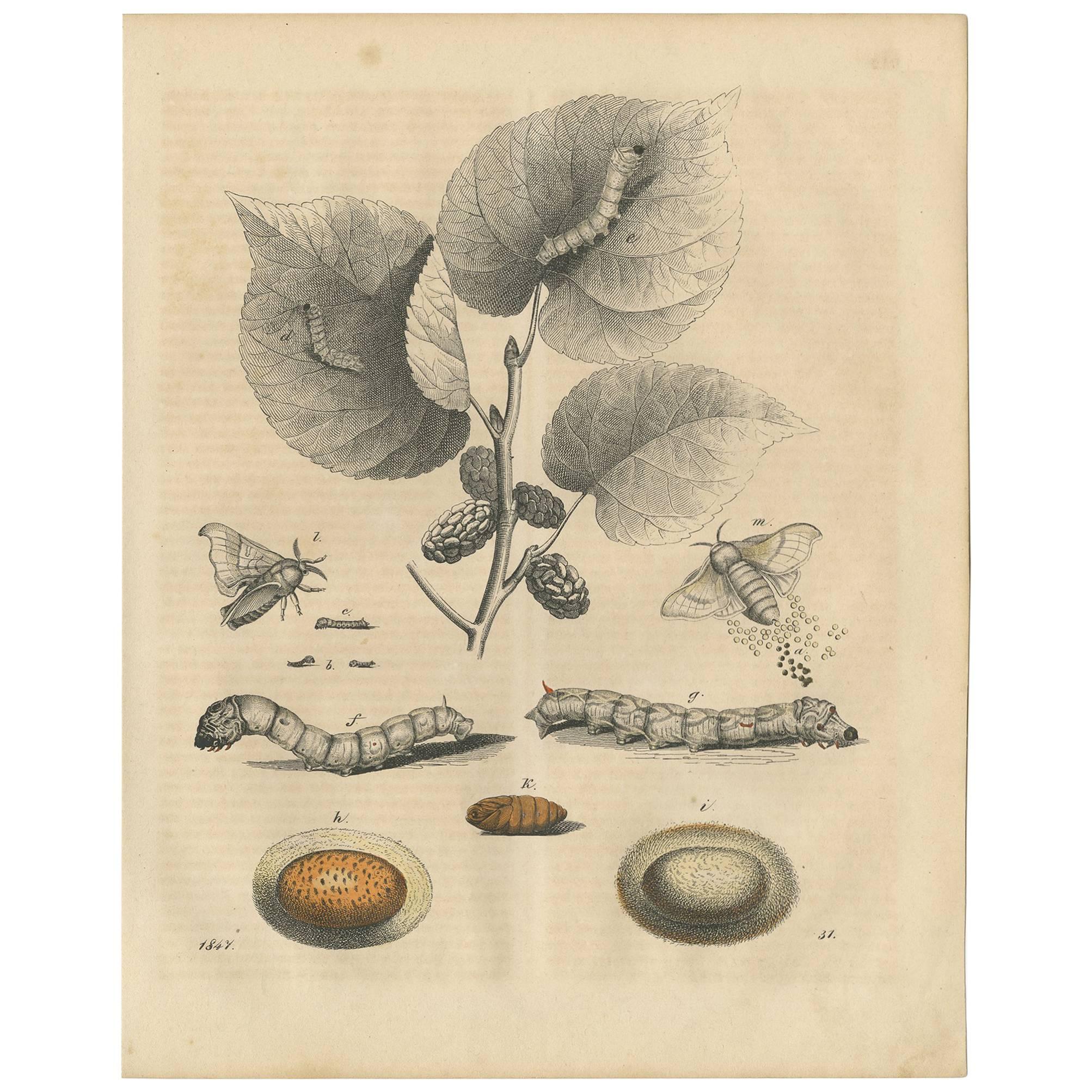 Impression animalière ancienne de carillons, de moths et de Pupa par C. Hoffmann, 1847