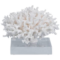 White Birdsnest Coral Specimen on Lucite