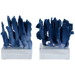 Two Exception Blue Coral Specimens on Lucite, Priced Individually