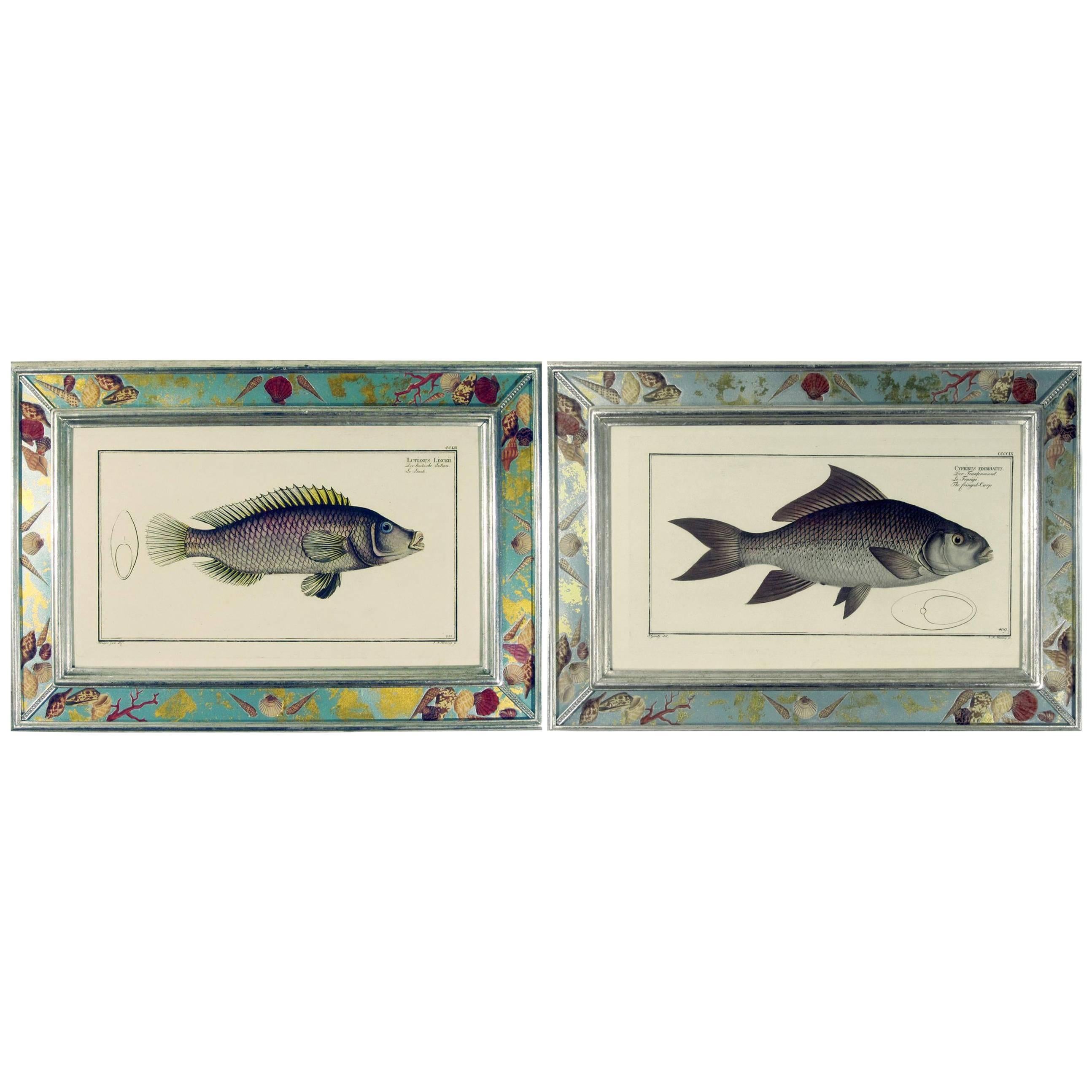 Gravures de poissons du 18e siècle par Marcus Bloch en vente