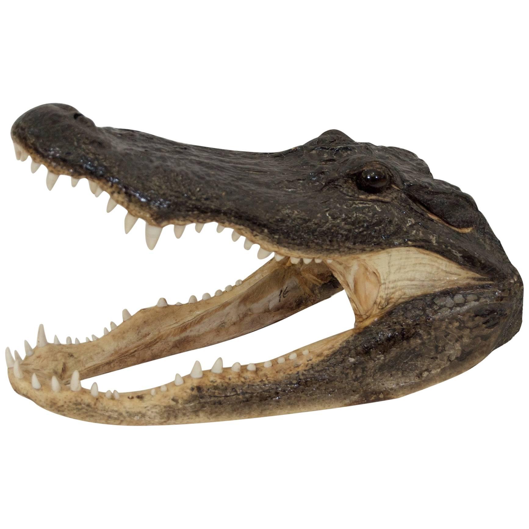 Vintage Taxidermy Alligator Head