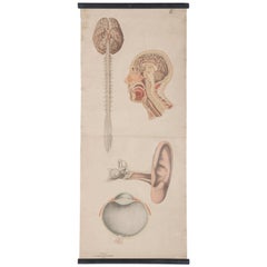 Antique School Teaching Chart "Human Organs"