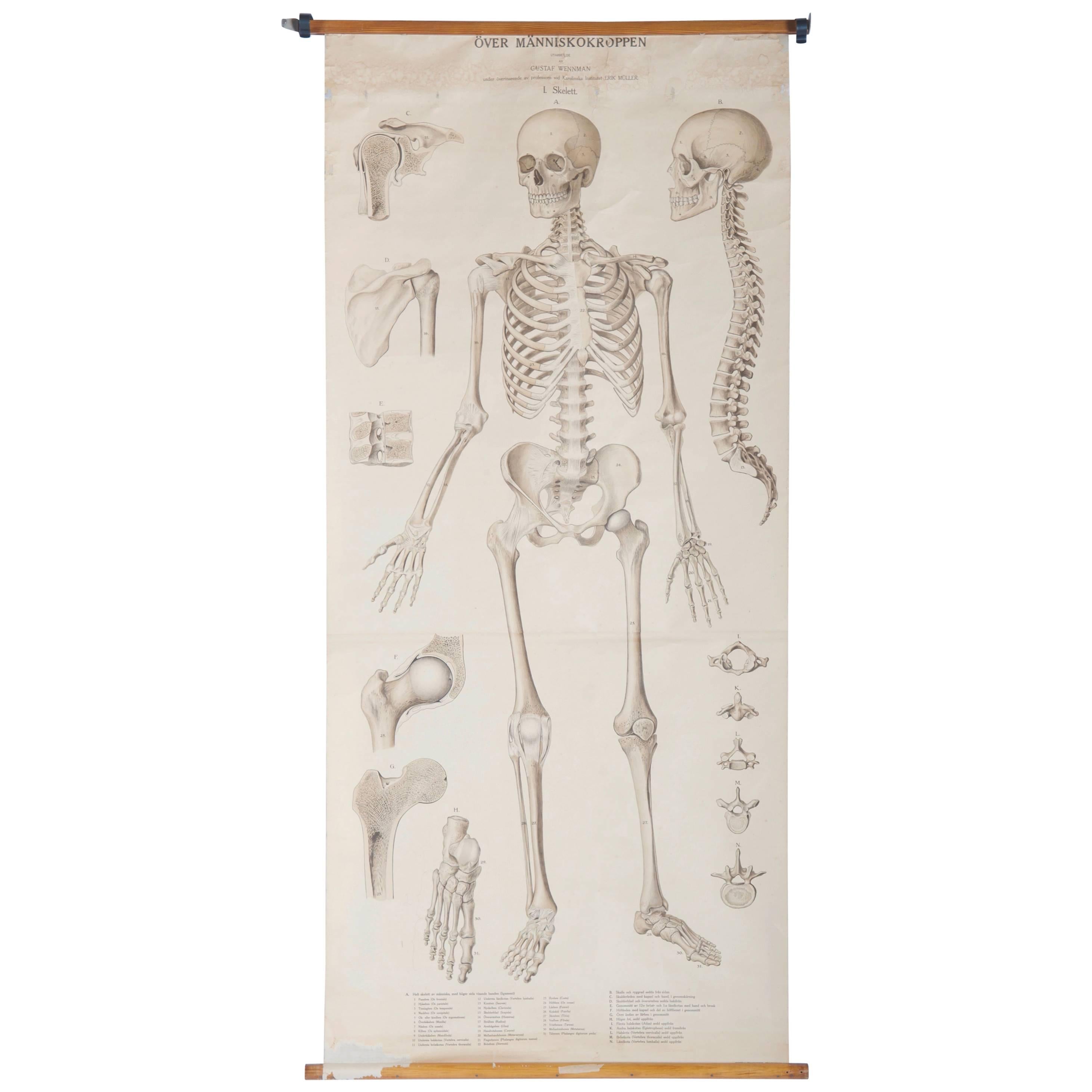 Vintage School Teaching Chart "Human Skeleton"