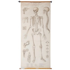 Antique School Teaching Chart "Human Skeleton"