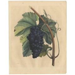 Antique Print of a Grape Tree by C. Hoffmann, 1847