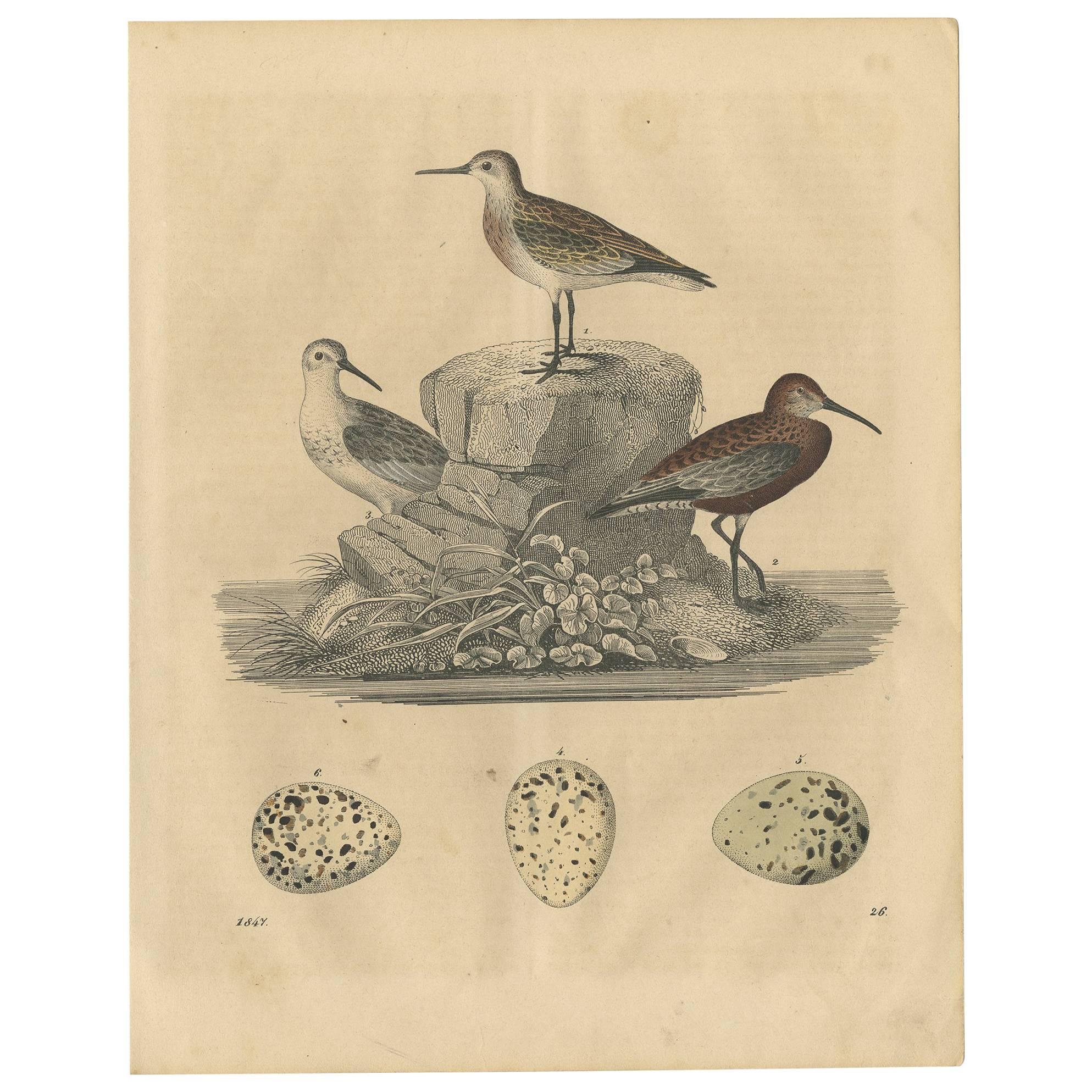 Impression ancienne d'oiseaux de Sanderlings, 1847