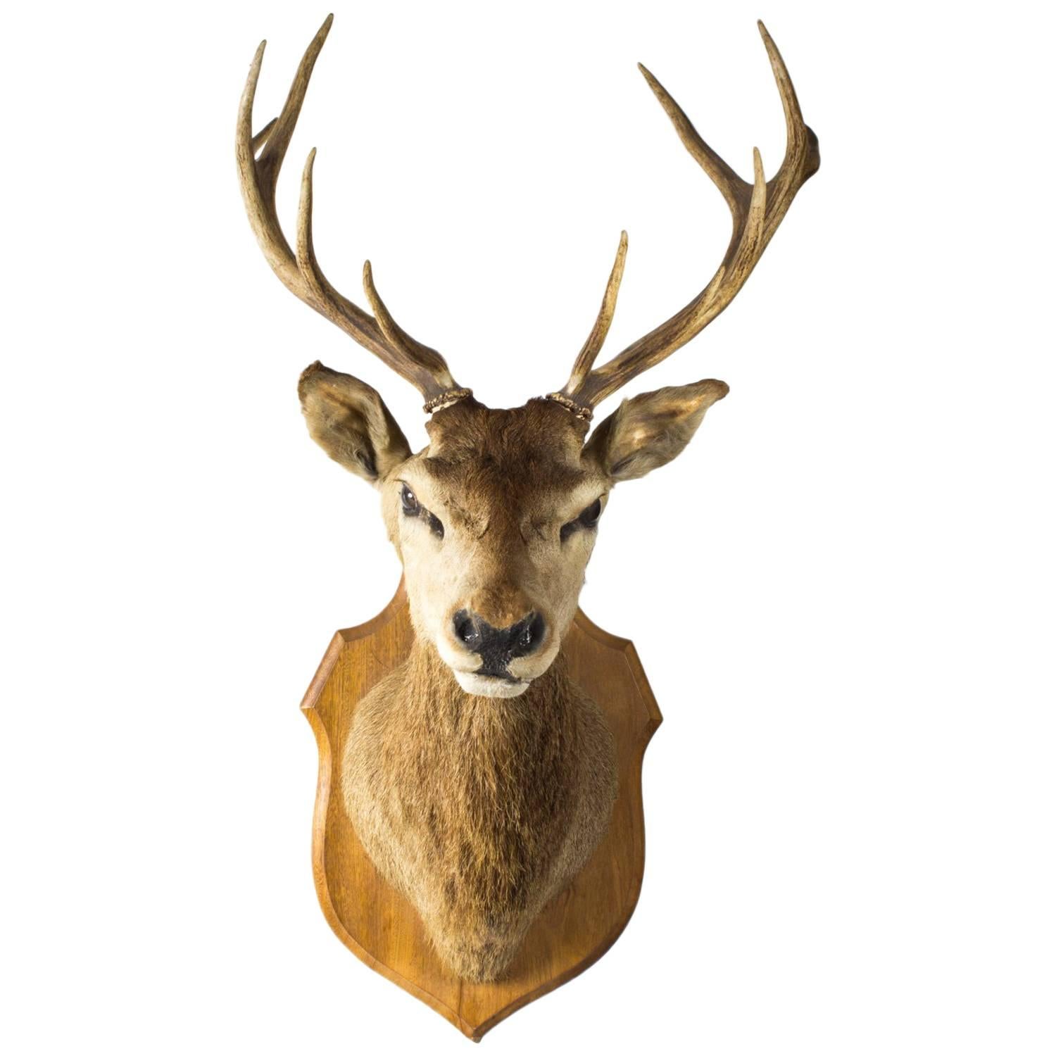 Scottish Mounted Taxidermy Stag, Early 20 Century