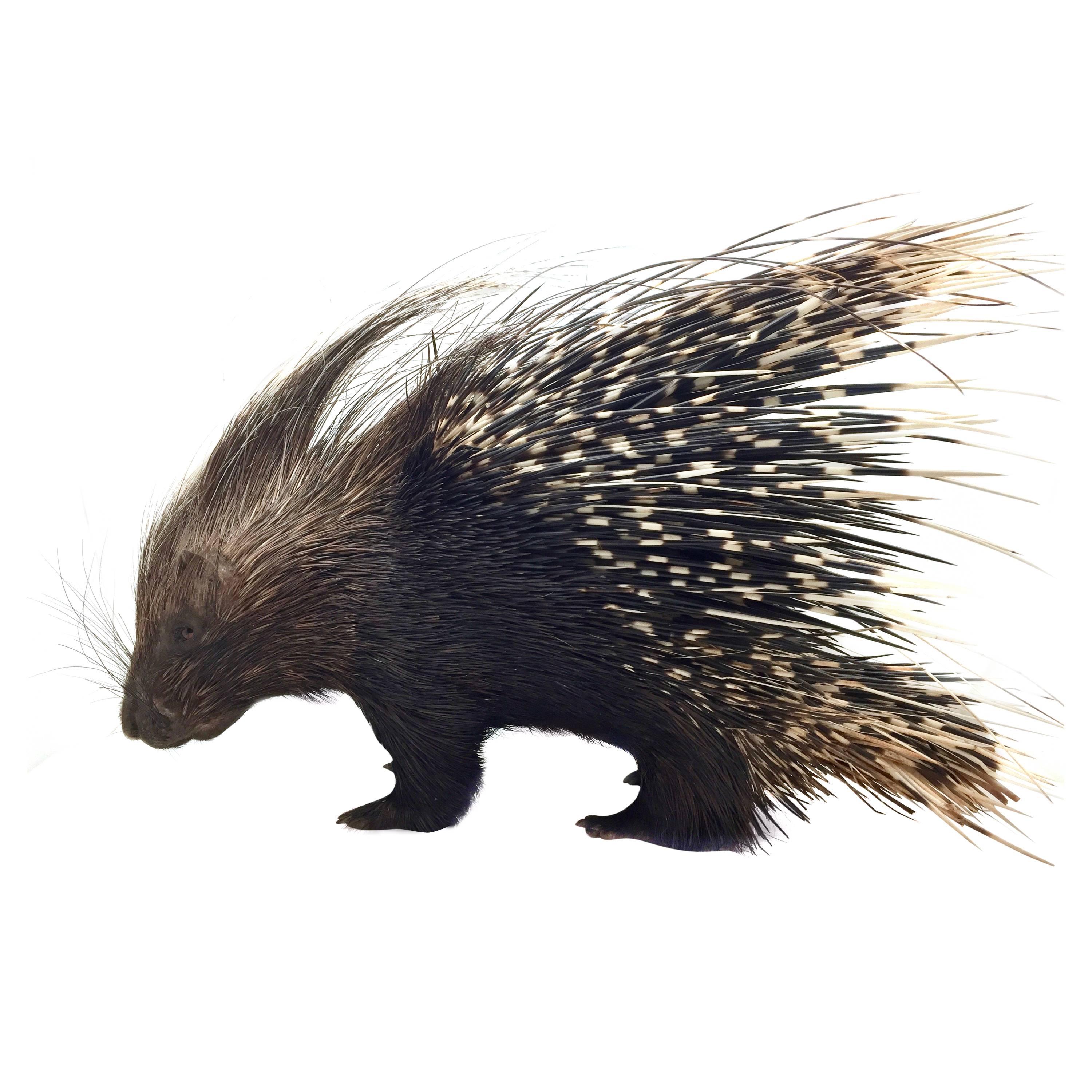 Large South African Crested Porcupine or Hystrix Cristata