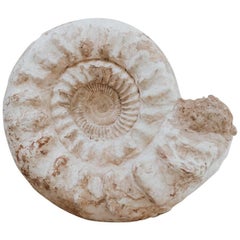 Ammonite antique, Période Cretaceous