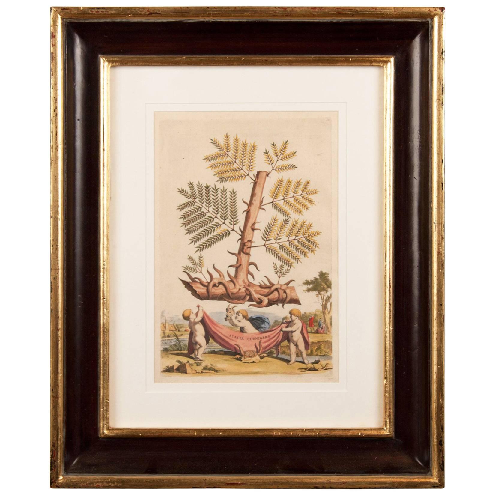 Late 17th Century Botanical Engraving For Sale