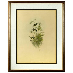 Hummingbirds Ornithological Colored Lithograph by John Gould 