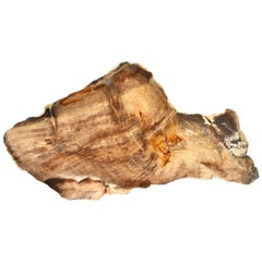 Spécimen de bois pétrifié