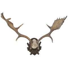 Fallow Deer Antlers on Shield