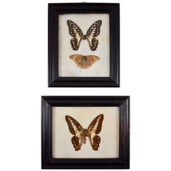 Antique Victorian Framed Taxidermy, Mounted Trio of Butterflies on Batting, Set of Two