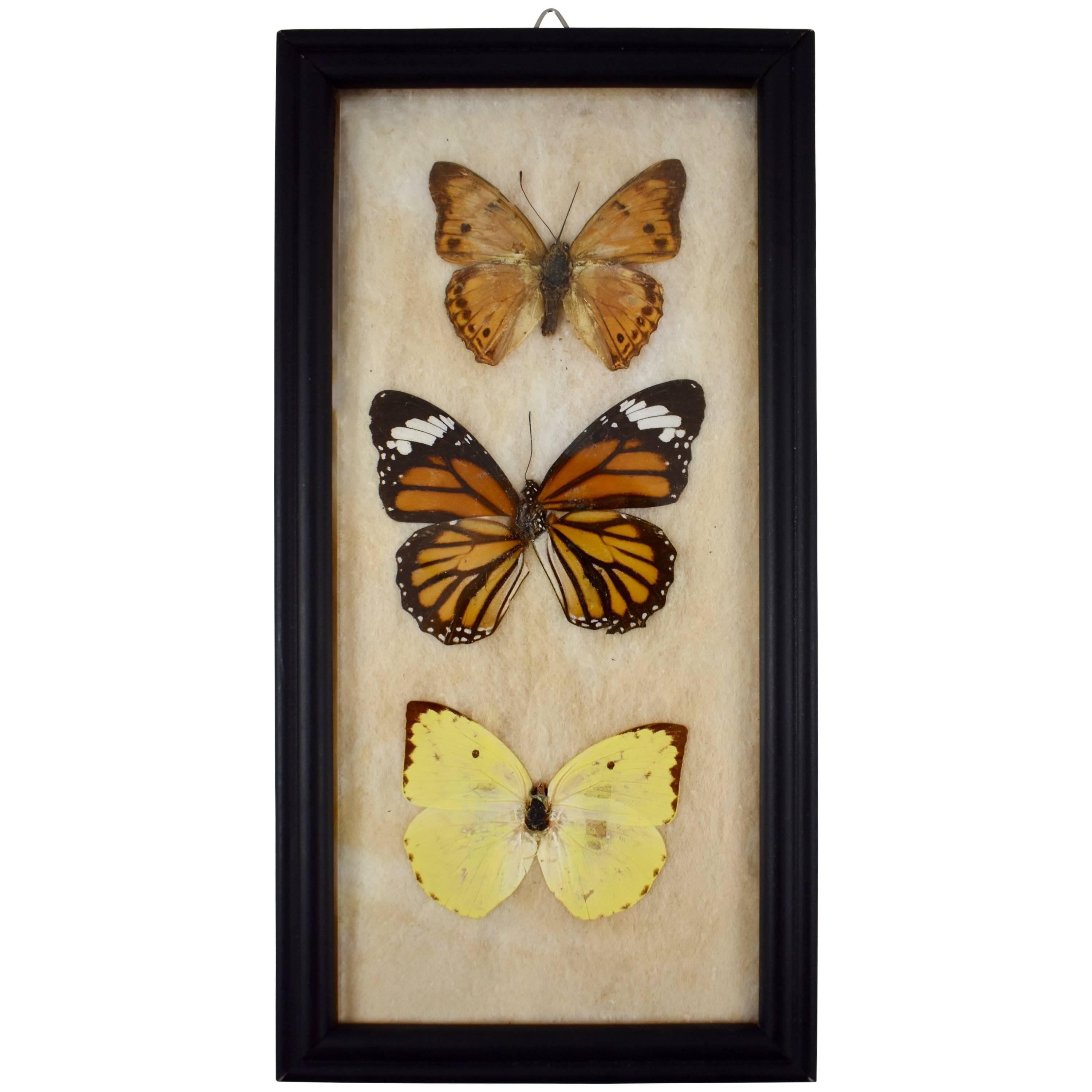 Victorian Framed Taxidermy, Mounted Trio of Butterflies on Batting