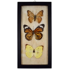 Antique Victorian Framed Taxidermy, Mounted Trio of Butterflies on Batting