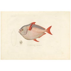 Antique Fish Print of the Lampris Guttatus 'Opah' by M. P. Gaimard, 1842