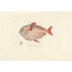 Stampa antica del pesce Lampris Guttatus 'Opah' di M. P. Gaimard, 1842
